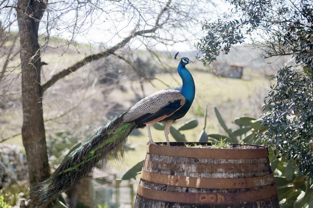 Hotel Aldeia Da Mata Pequena Mafra Esterno foto
